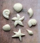 Морской набор, 8 шт,  по 34-15 мм, мод. пластик