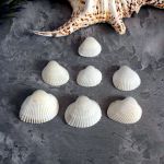 Набор морских белых натуральных ракушек ( 7 шт )